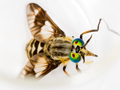 Chrysops relictus
